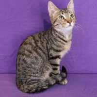 Photo of Pecan
