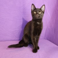Photo of Cashew