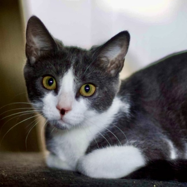 Photo of 💎 Sapphire 💎