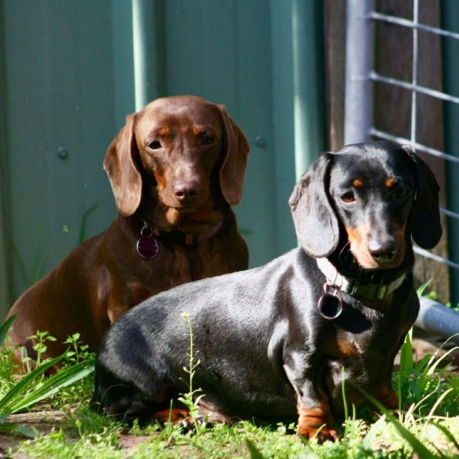 Photo of Chilli And Bobbi