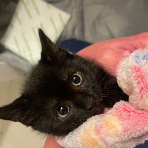 Kiki - Domestic Short Hair (DSH) Cat