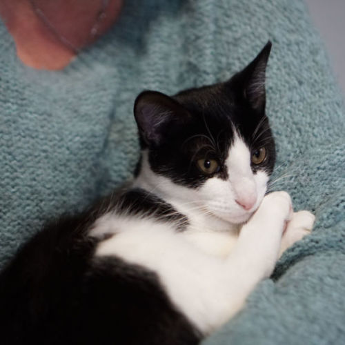 Elijah - Domestic Short Hair (DSH) Cat