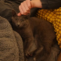 Photo of Taro