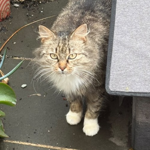 Charlotte - Domestic Long Hair (DLH) Cat