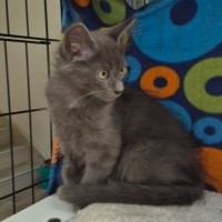 Photo of Dario ** 2nd Chance Cat Rescue **