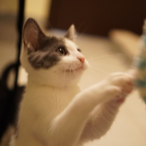 Grayson - Domestic Short Hair (DSH) Cat
