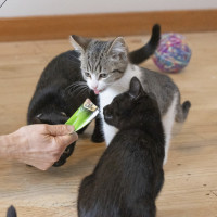 Photo of Tabby Mc Tat
