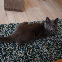 Photo of Taro