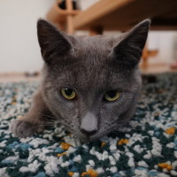 Photo of Taro