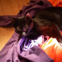 Photo of Cashew