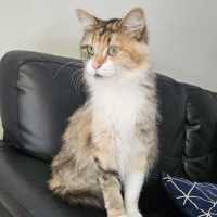 Photo of Gazpacho