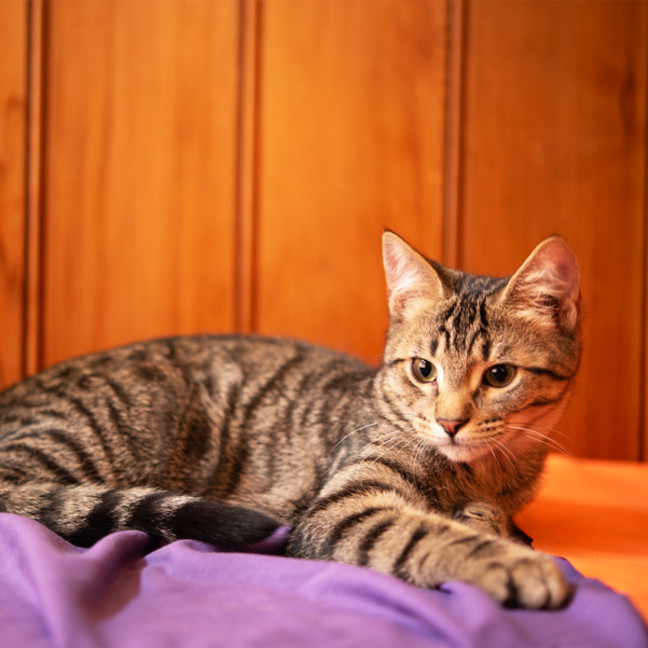 Photo of Pecan