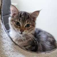 Photo of Waffle
