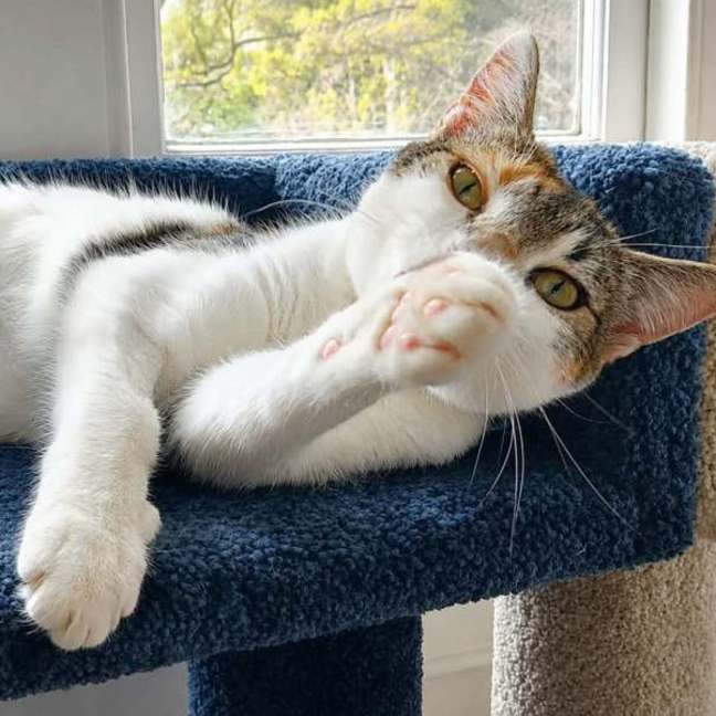 Photo of Calypso
