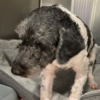 Photo of Patch 