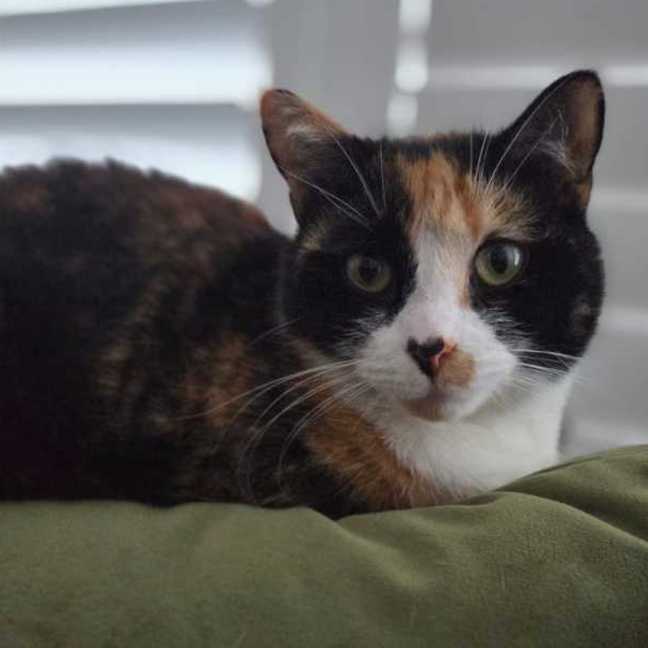 Photo of Lily