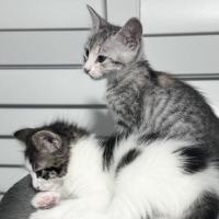 Photo of Mousey