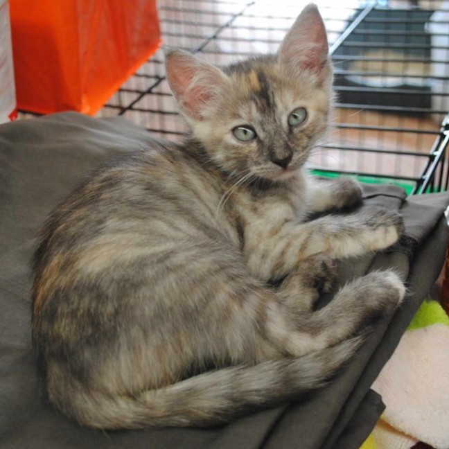 Photo of Nani