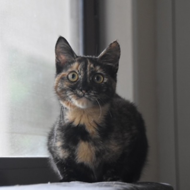 Photo of Mocha
