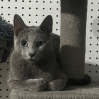 Photo of Samson 💫🐱👑