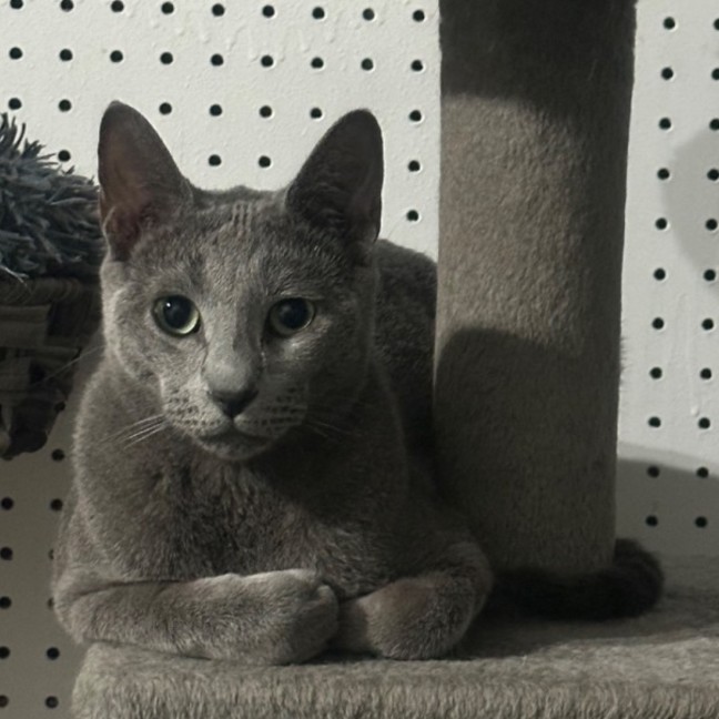 Photo of Samson 💫🐱👑