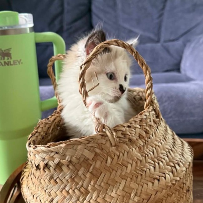 Photo of Pebble 💕