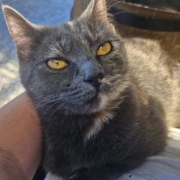 Photo of Twinkles