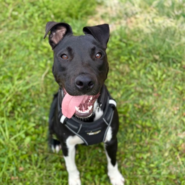 Photo of 🐾 Scout 🐾