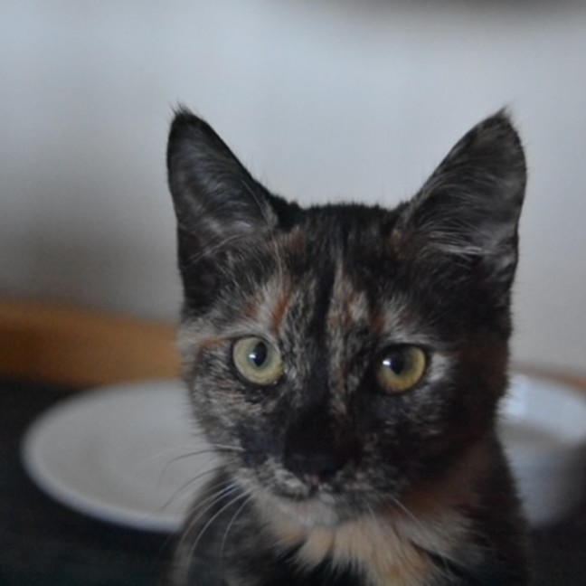 Photo of Mocha