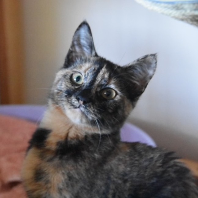 Photo of Mocha