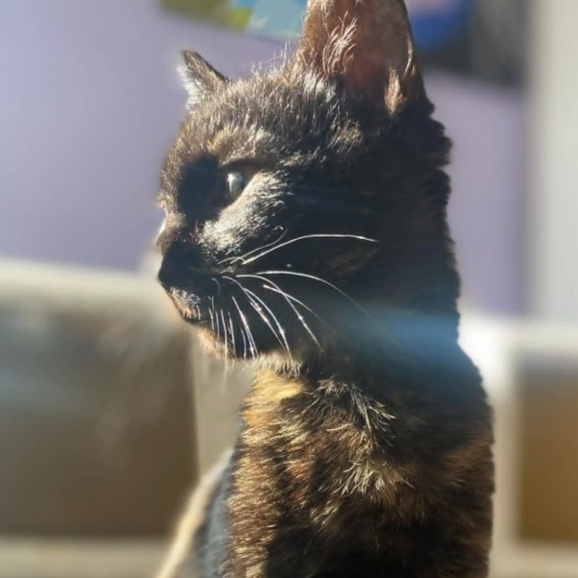 Photo of Magnolia 