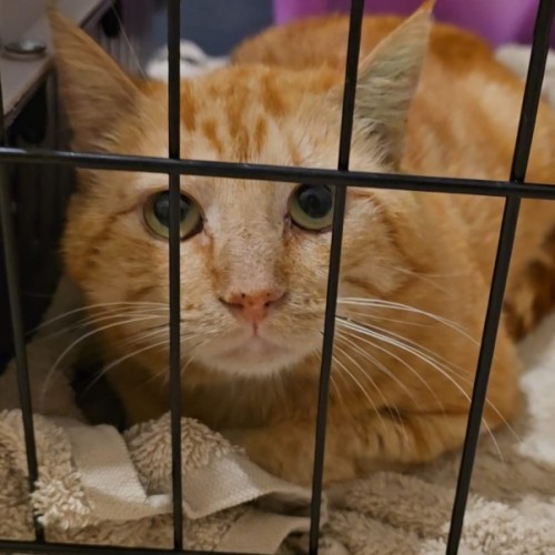 Ralph  - Domestic Short Hair (DSH) Cat