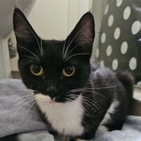 Photo of Muffin