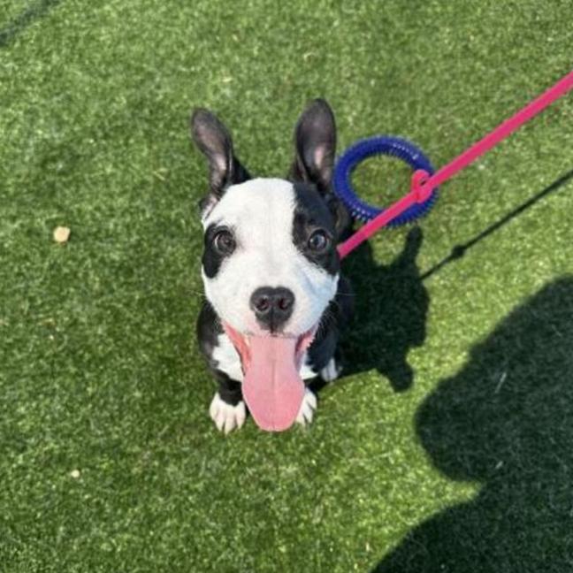 Photo of Papaya Imp 2993