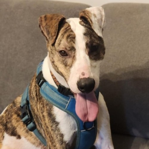 Ollie - Greyhound Dog