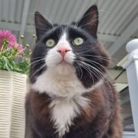 Photo of Inky