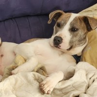 Photo of Mazz