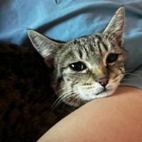 Photo of Otis