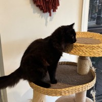Photo of Stitch Meet Me@Petstock Hastings Store