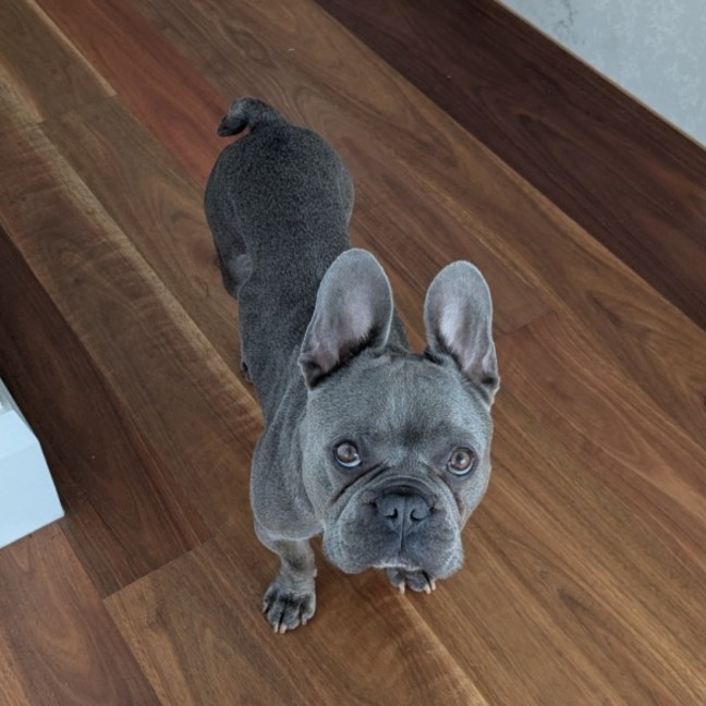 Photo of Blue