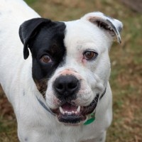 Photo of Percy