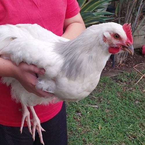 Winter - Coco and Sven -  Chicken