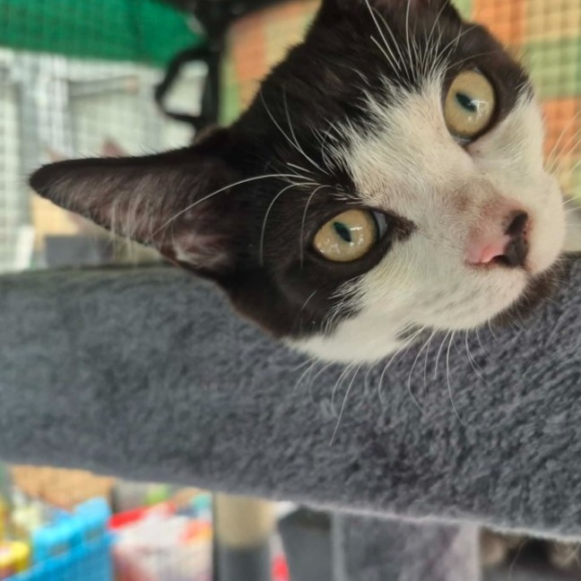 Photo of Pepito ** 2nd Chance Cat Rescue **