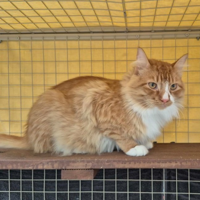 Photo of Foxy ** 2nd Chance Cat Rescue**