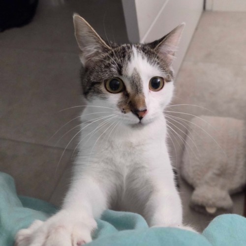 Tracey McBean - Domestic Short Hair (DSH) Cat