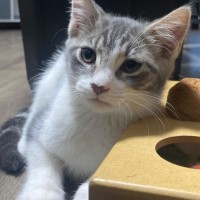 Photo of Ash 