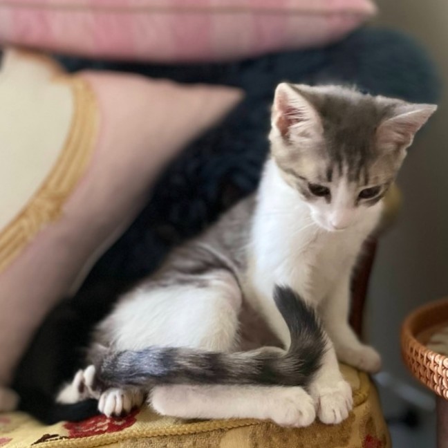 Photo of Daisy Mae & Frankie ^Dandy Cat Rescue^