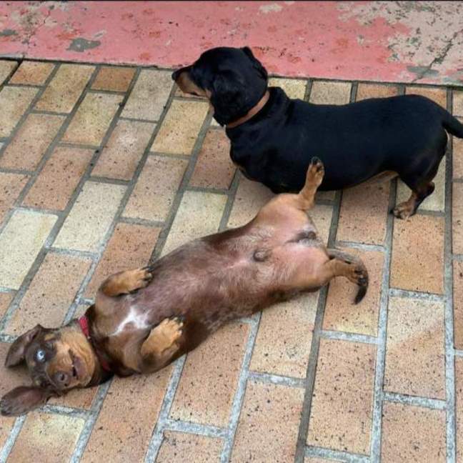 Photo of Wolfie And Western