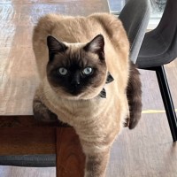 Photo of Pecan