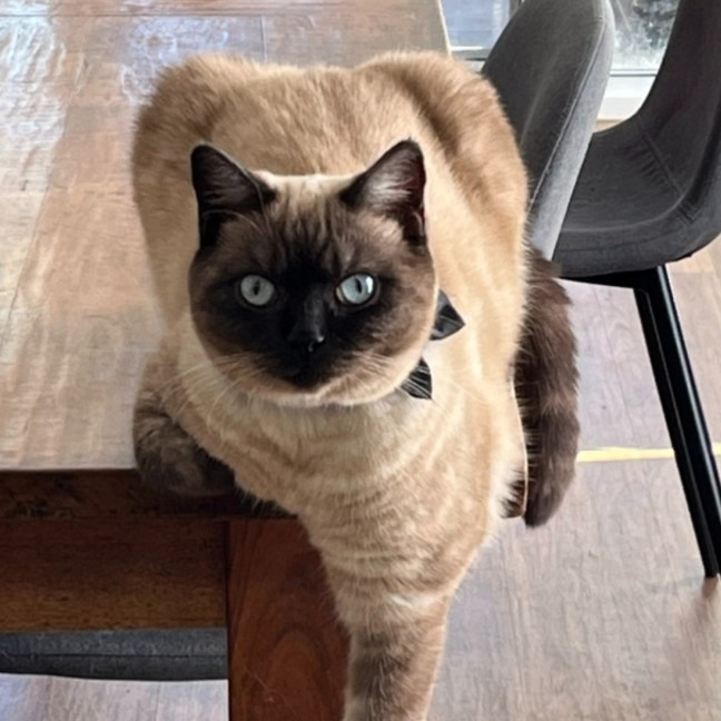 Photo of Pecan